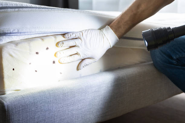 Best Insect Control  in Inniswold, LA