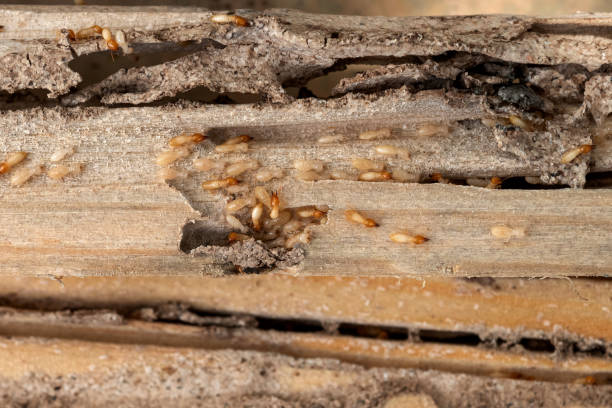 Best Pest Control for Businesses  in Inniswold, LA
